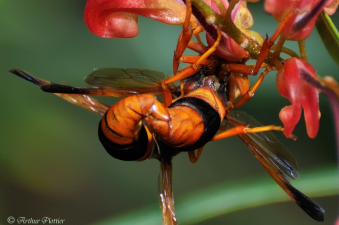 Orange Potter Wasp, (Eumenes latreilli) mating on a grevillea Fire Stripe